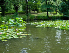 夏の池