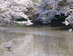 春の池