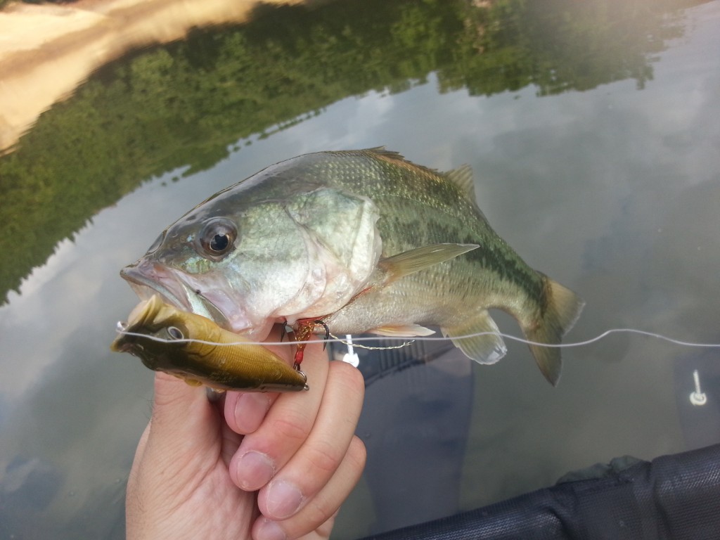 ポッパーで釣ったバス