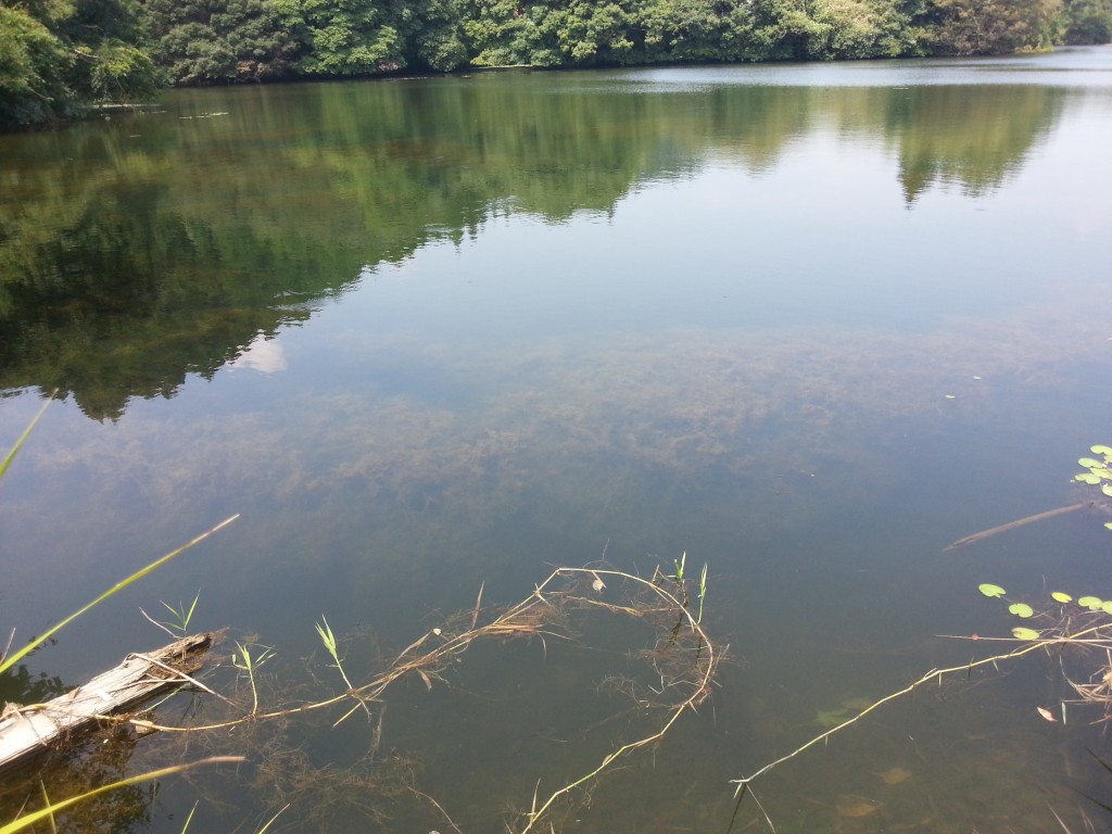 水中に広がるウィード