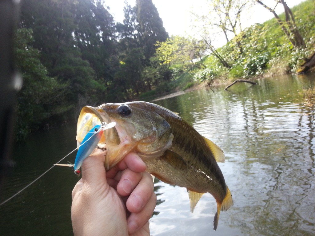 ミノーで釣れた春バス