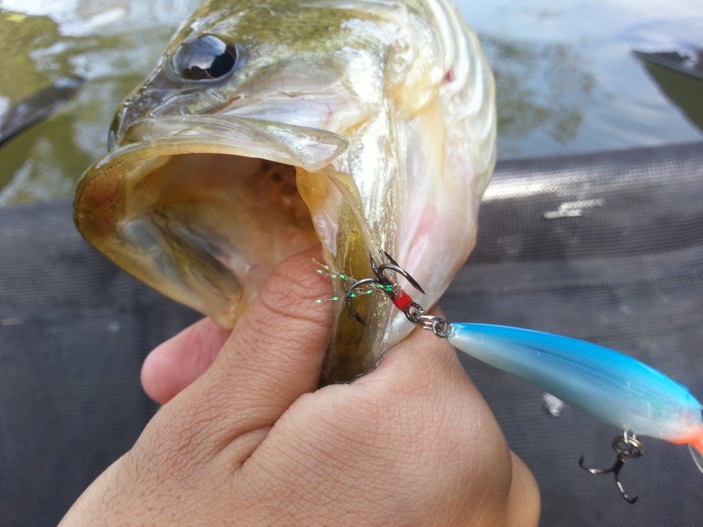 食いの浅い春バス