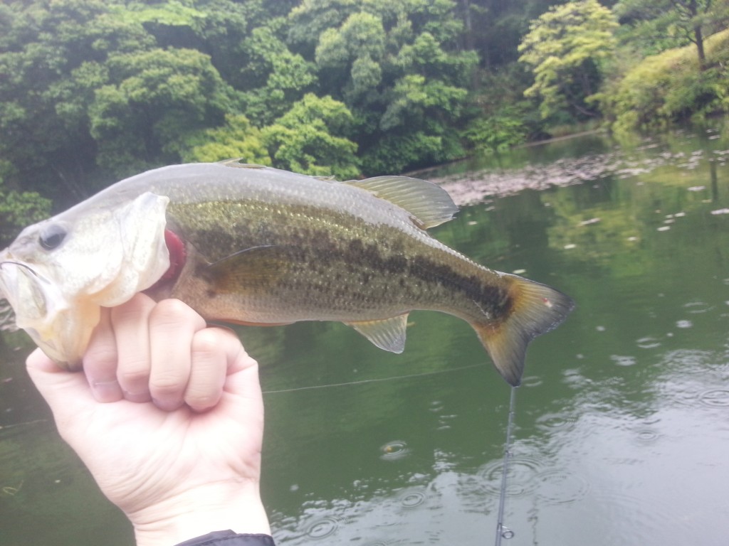 ヤマセンコートップで釣れたバス