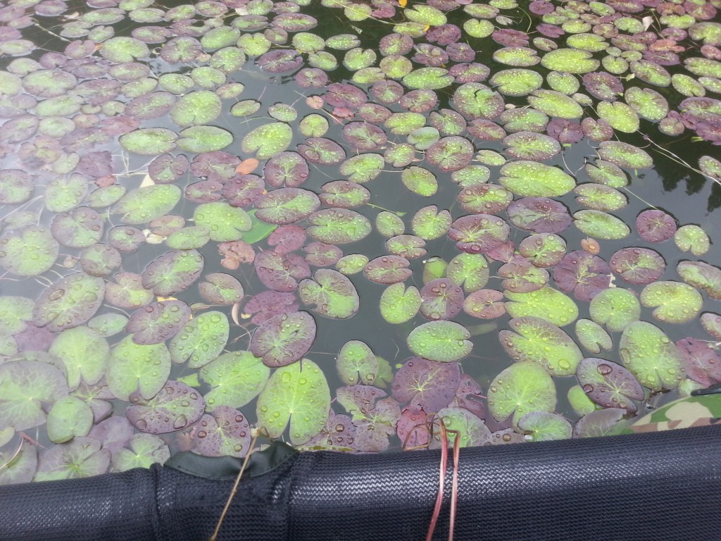 藻だらけの池