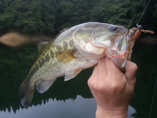 D1で釣れたバスニ匹目