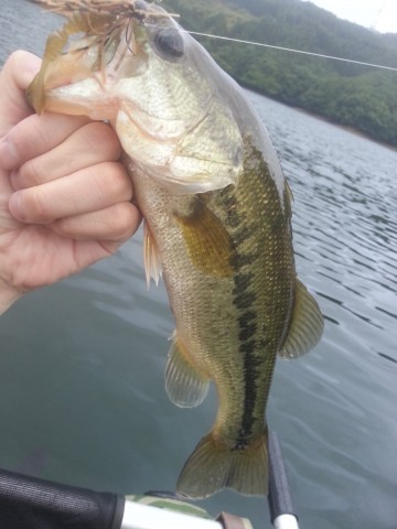 スモラバで釣れたバス