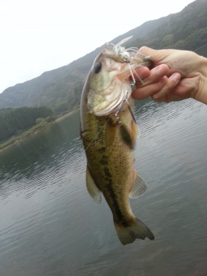 大隅湖で釣れたブラックバス