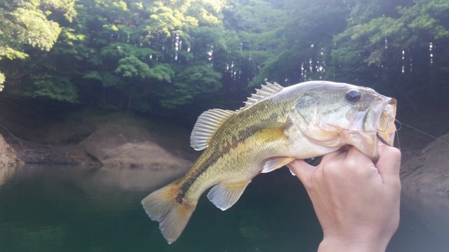 四匹目のバス