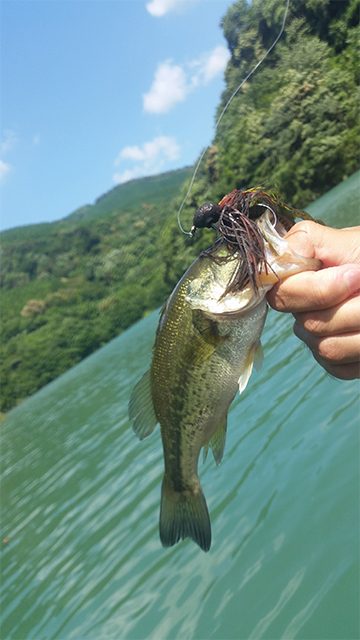 晴天の中のバス