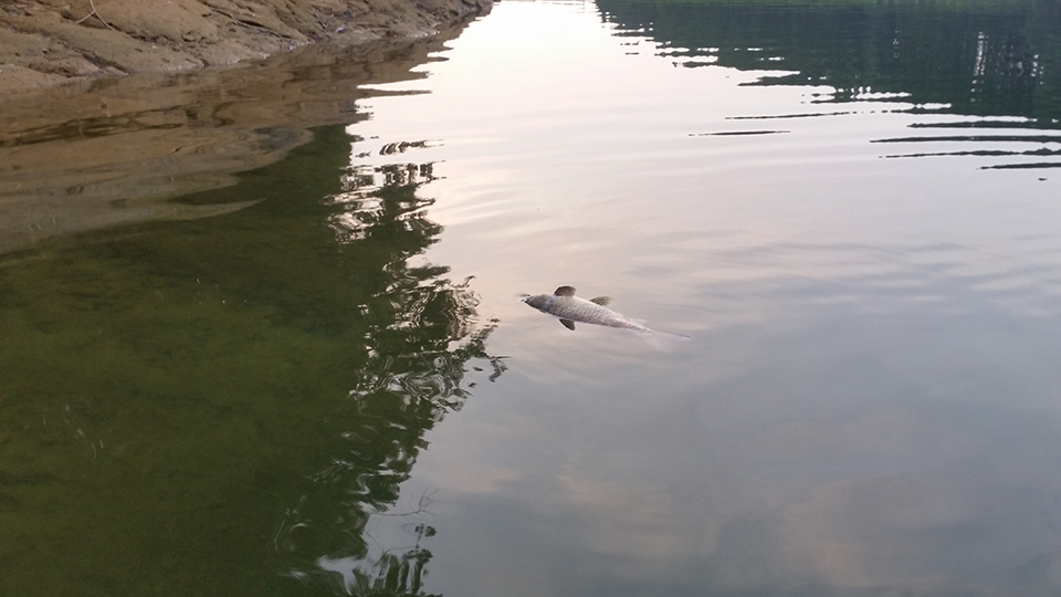 鯉の死体