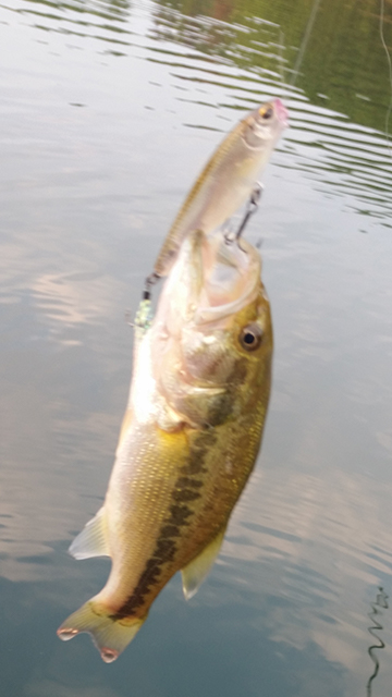 ボイル打ちで釣れたバス