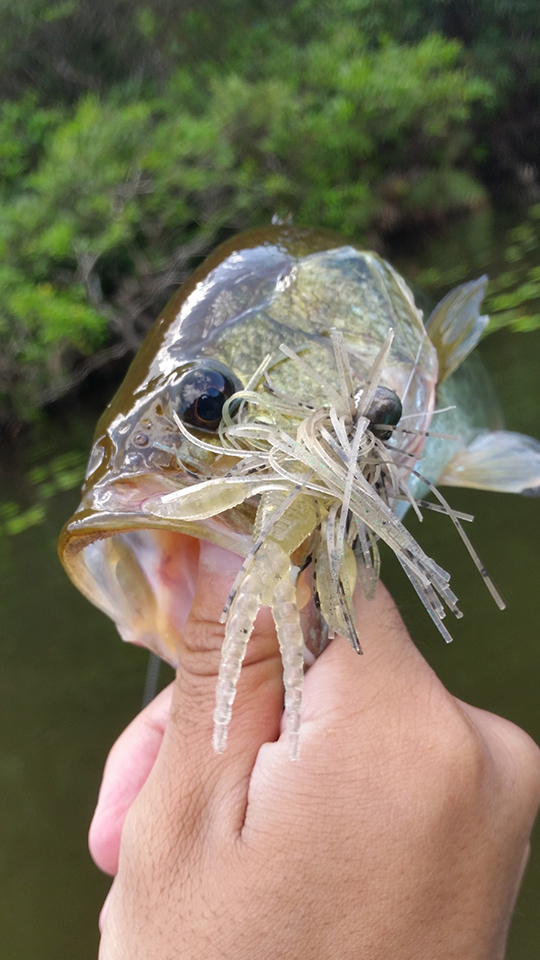 スモラバで釣れたブラックバス（二匹目）