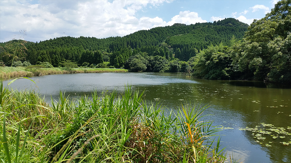 清武野池の全景