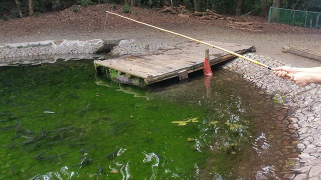 釣り堀にある桟橋