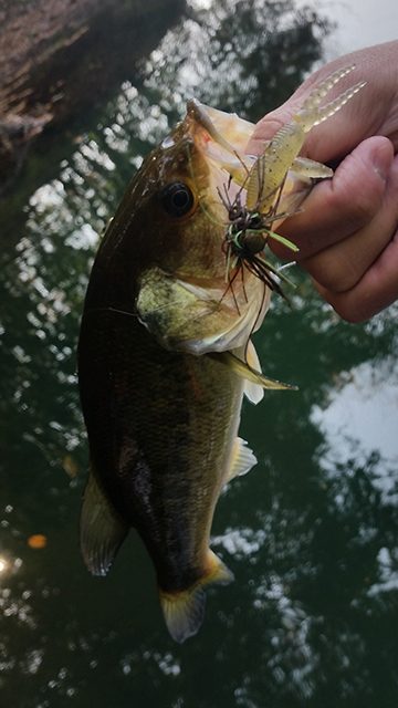 スモラバで釣れたブラックバス