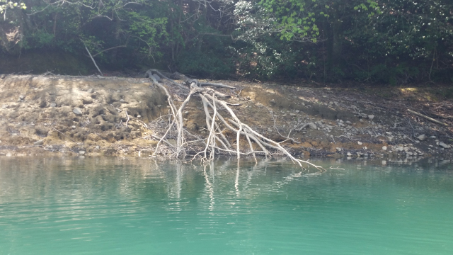 水の中に沈んだ木