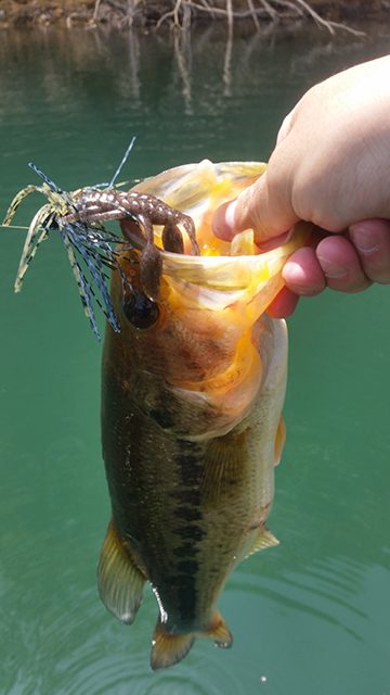 ラバージグで釣れたブラックバス