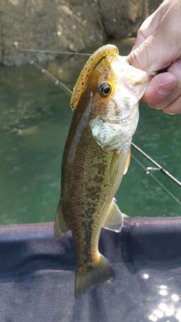 ネコリグで釣れた小さいバス