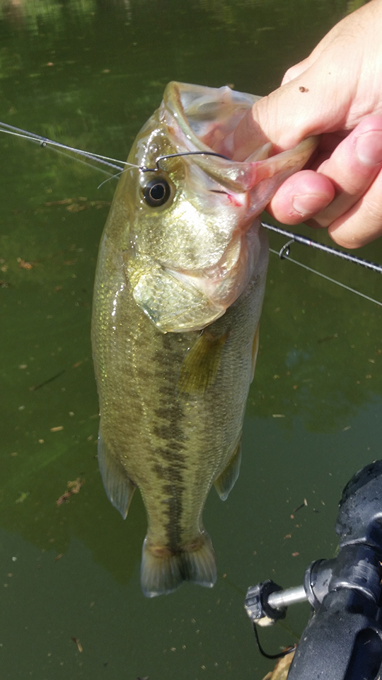 ボイル打ちで釣れたブラックバス