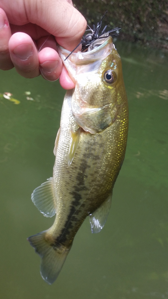 ワームの落ち食いで釣れたブラックバス