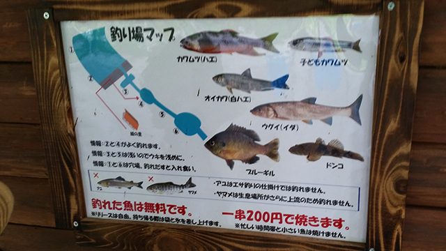 本庄川で釣れる魚種