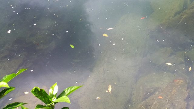 水中に見える小魚