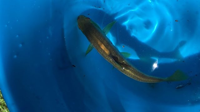 バケツの中で泳ぐ川魚