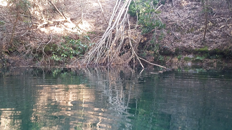 木の枝が生い茂る風景