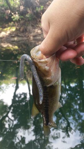 ダウンショットリグで釣れた小さいブラックバス