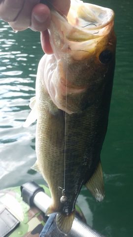 ダウンショットリグで釣れた39cmのブラックバス