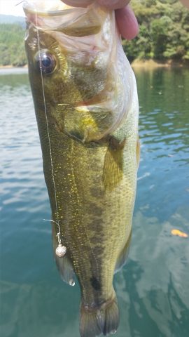 ダウンショットリグで釣れた40cmのブラックバス