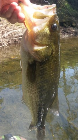 ダウンショットリグで釣れた45cmのブラックバス