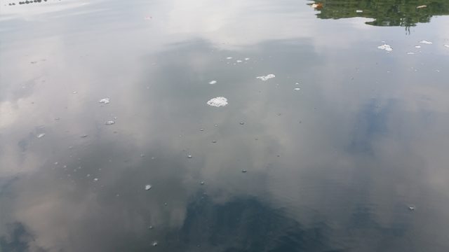 池の水が悪くて泡が残る