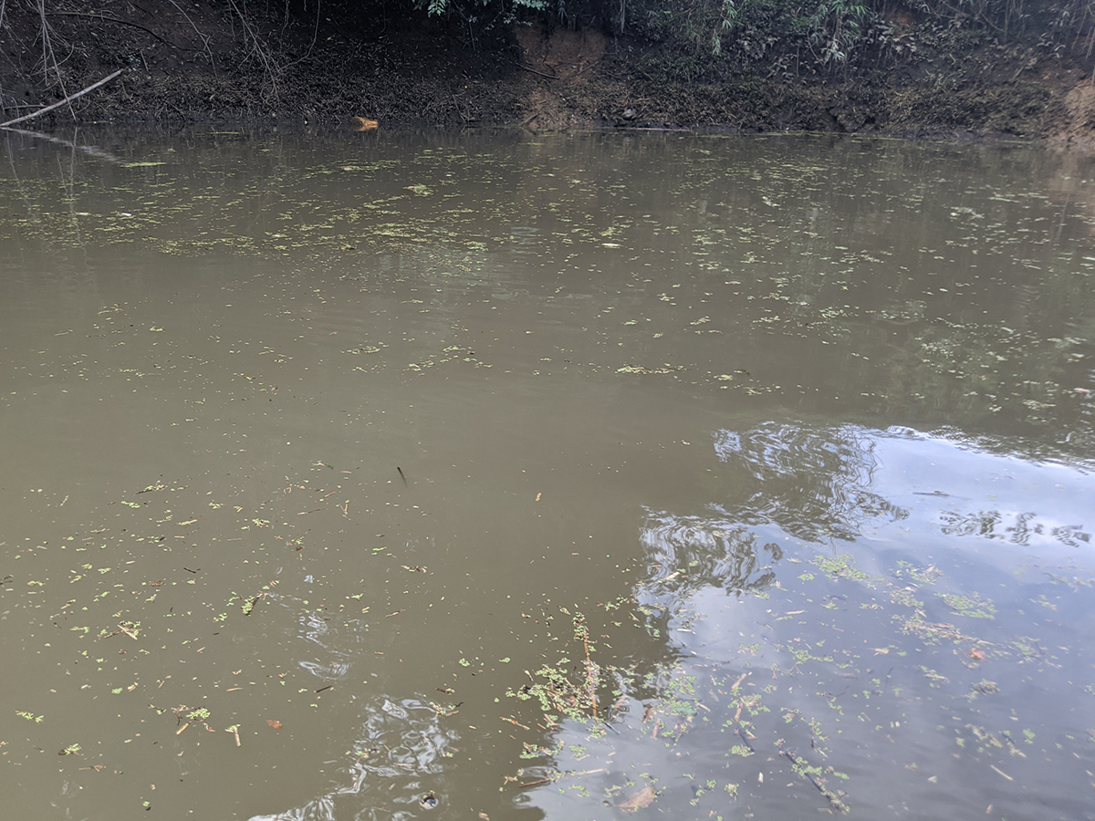 たくさんのゴミが浮いて、白く濁った池の水