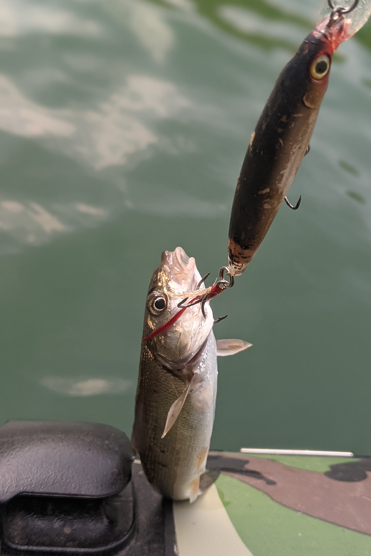 広渡ダムで釣れた魚