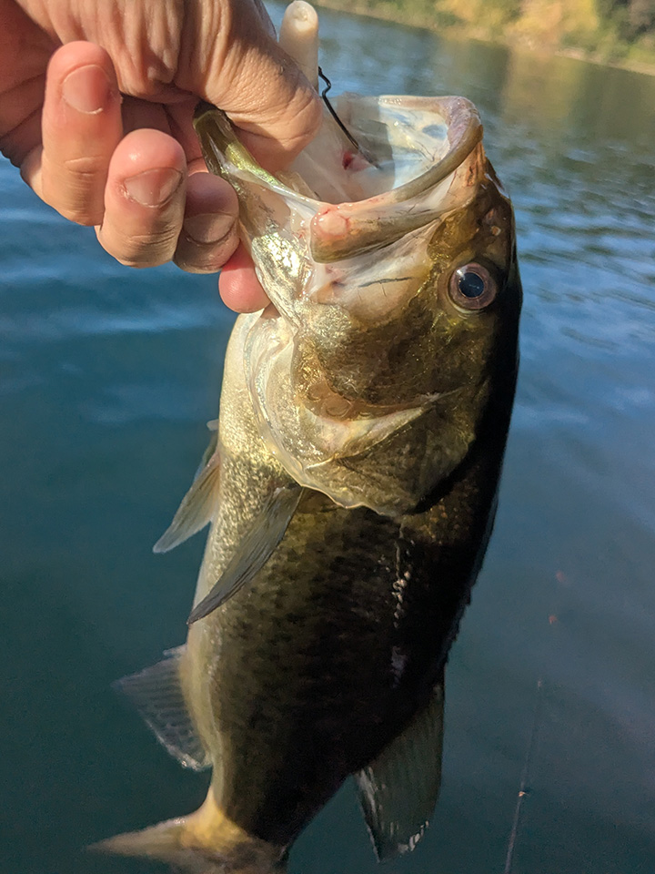 御池で釣れたブラックバス
