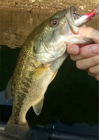 ミノーで釣れたバス