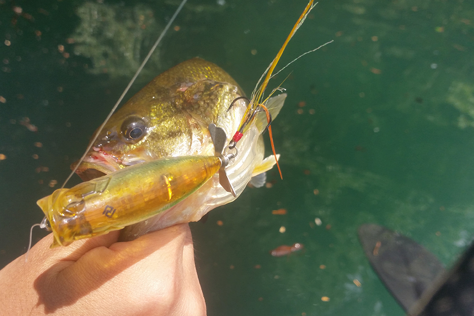 ポッパーで釣れた御池のブラックバス