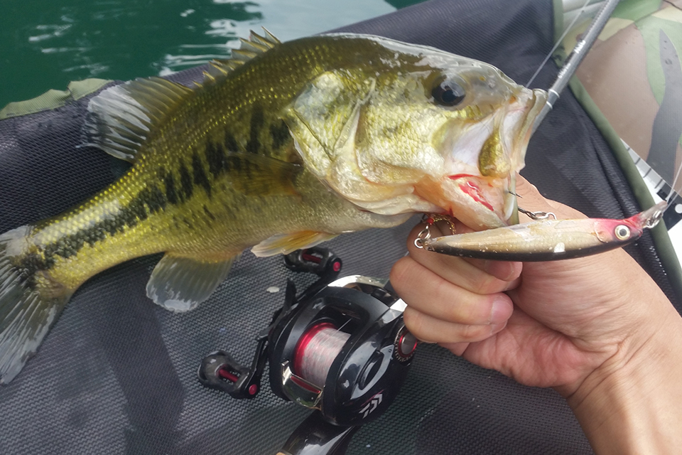 ミノーで釣れた御池のブラックバス