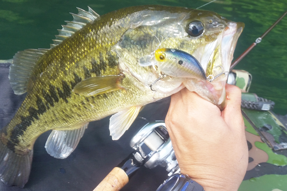 シャロークランクで釣った御池のブラックバス