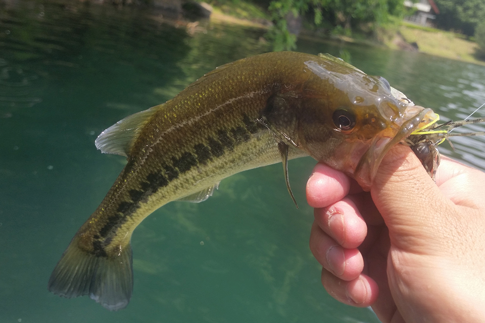 スモラバで釣れた御池のブラックバス