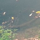 ライトグレー・トゥルービュースポーツ系の偏光グラスで水中を見た時のイメージ画像